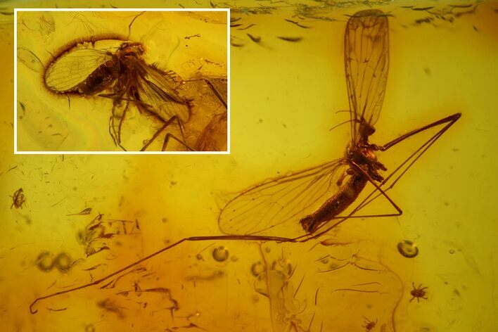 Two Fossil Flies, Two Mites and a Crane Fly in Baltic Amber #173632